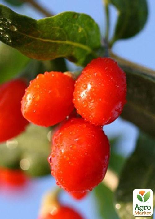 

Годжі Корнан біг (перехресне запилення, садити по 2 шт)