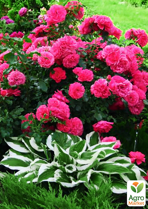 

Ексклюзив! Троянда паркова сріблясто-рожева Дивовижна місіс Майзель (The Amazing Mrs. Mayzel) (саджанець класу АА +, преміальний вищий сорт)