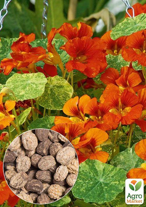 

На развес Настурция Оранжевый блеск ТМ Весна цена за 3г