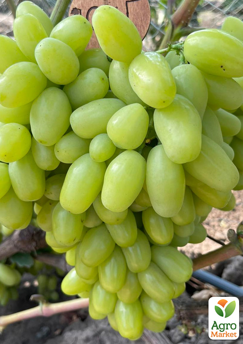 

Виноград Белая Леди (крупная, сладкая, сочная ягода)