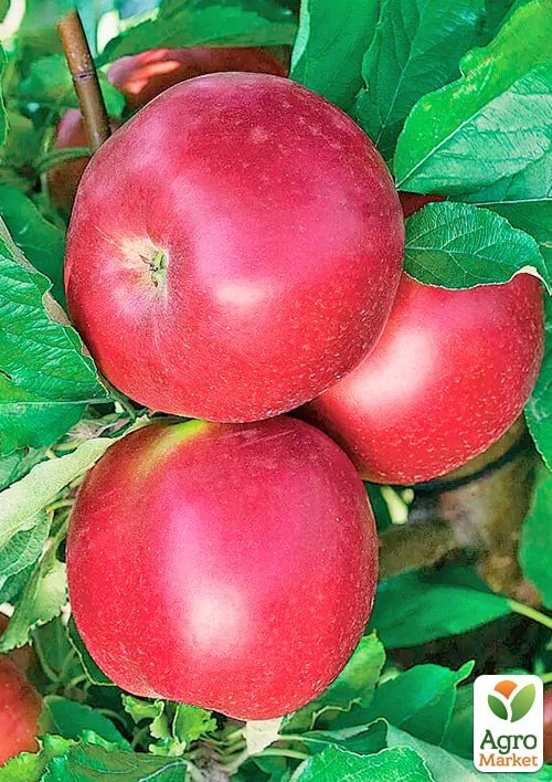 

Яблоня Рубиновое Дуки (зимний сорт, поздний срок созревания)