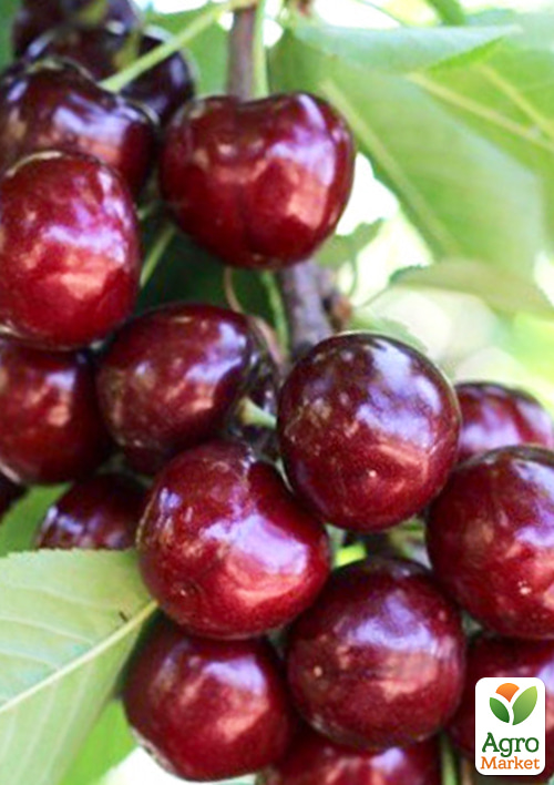 

Черешня Канада Гигант (суперсладкий сорт, средний срок созревания)