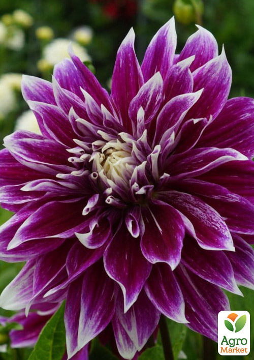 

Жоржина Pramie 18