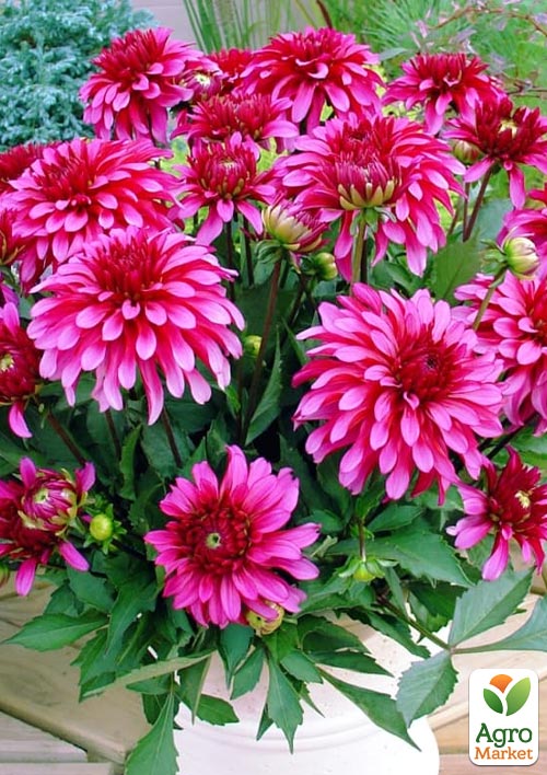 

Жоржина Gallery Art Nouveau