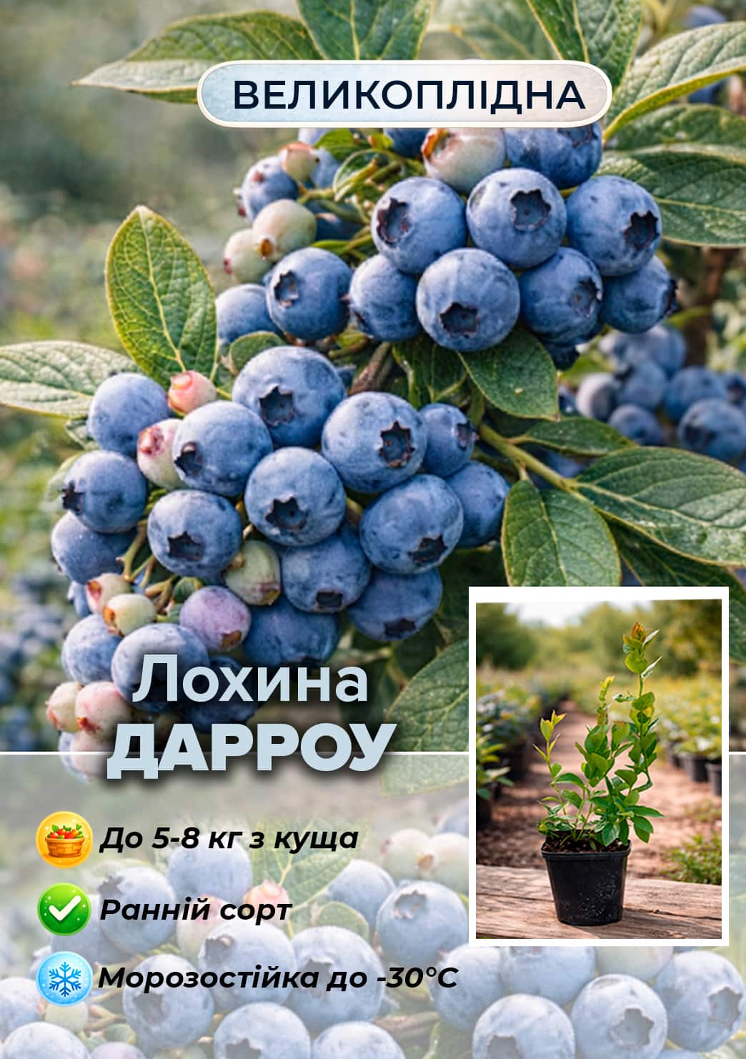 

Эксклюзив! Голубика (черника садовая) Darrow (Дарроу) (ранний срок созревания, зимостойкий и устойчивый к болезням сорт)