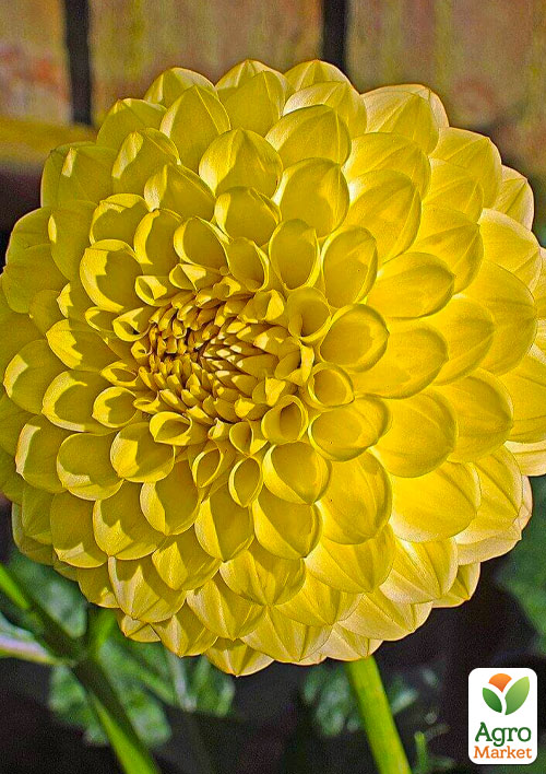 

Жоржина Golden Scepter