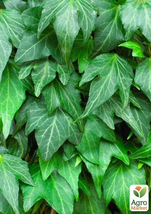 

Плющ Green Ripple контейнер Р9 1