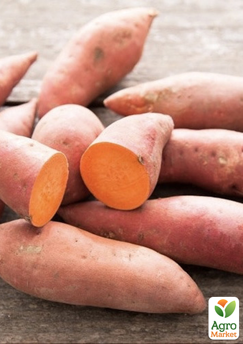 

Батат Garnet (сладкий картофель) маточный клубень