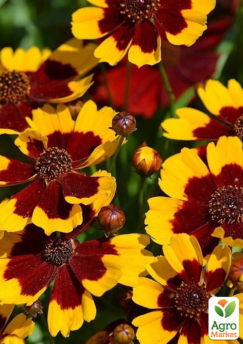 

Кореопсис мутовчастий Firefly (багаторічний, морозостійкий)