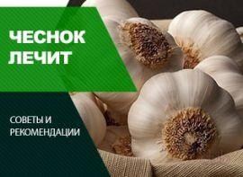 Часник від глистів - корисні статті про садівництво від Agro-Market