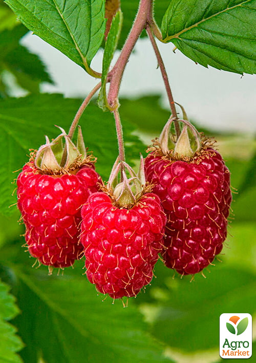 

Малина Саня (середньоранній термін дозрівання) 1-річний саджанець