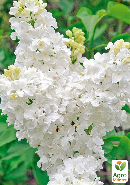 

Бузок зеленувато-білий Жанна д'Арк (Jeanne D`Arc)