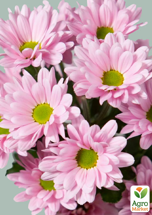 

Хризантема мультифлора куляста Frejus Pink