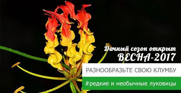 Получайте 3 луковицы БЕСПЛАТНО! Получайте 3 луковицы БЕСПЛАТНО!