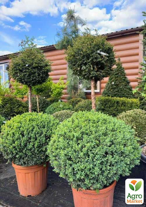 

Самшит вечнозеленый формированный шар, диаметр 50см