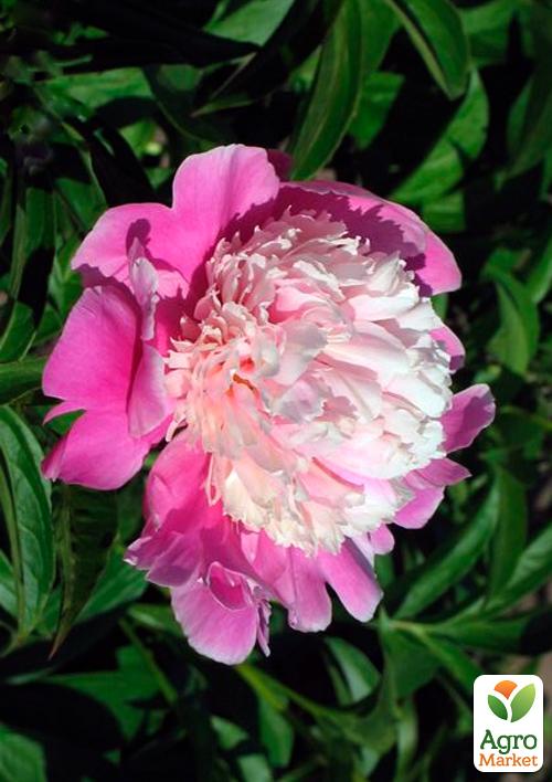 

Півонія трав'яниста Cora Stubb 1шт в упаковці