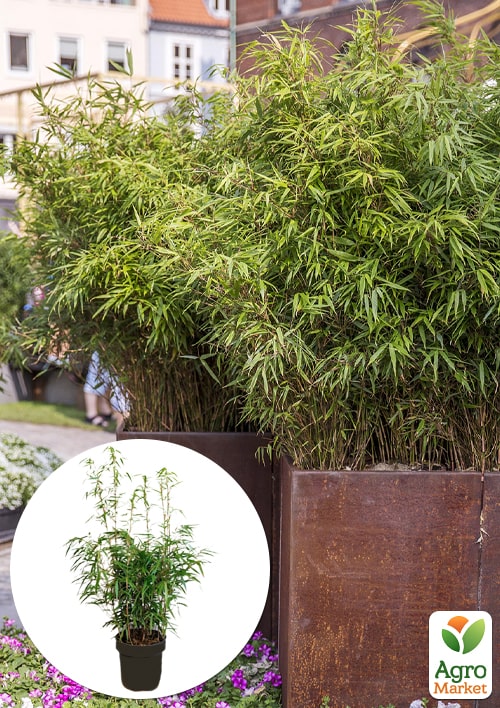 

LMTD Бамбук Садовий Farg Rufa (висота 40-50см)