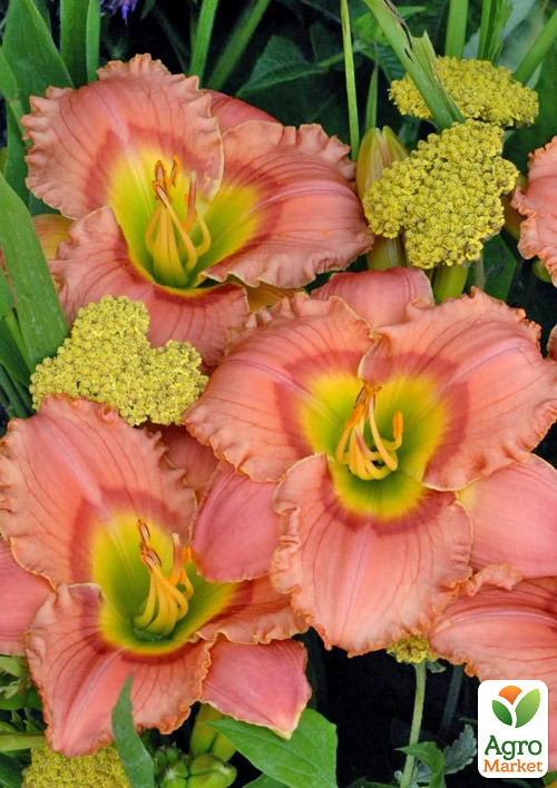 

Лилейник Elegant Candy