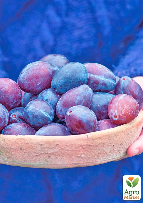 

Слива Хаганта