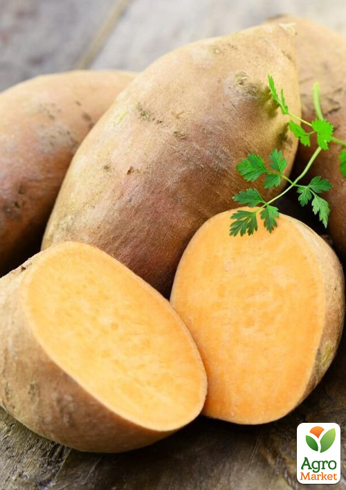 

Батат Ginseng Red (сладкий картофель) маточный клубень