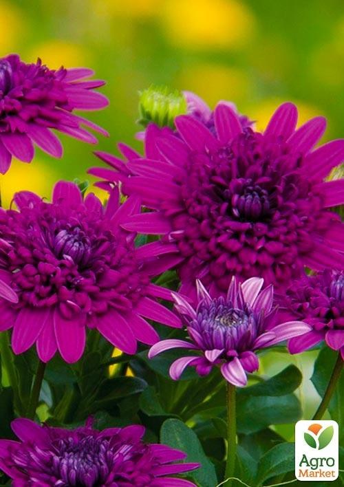 

Остеоспермум махровий Purple Star (контейнер № 10, висота 10-20 см)