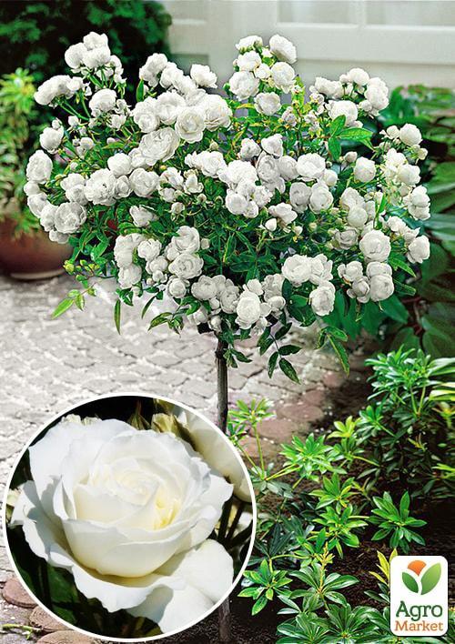 

Роза штамбовая Kristall (саженец класса АА+) высший сорт