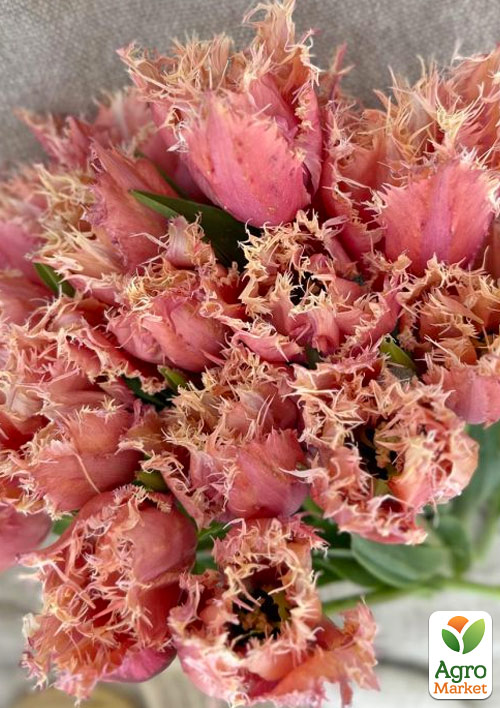 

Тюльпан Paleis Het Loo