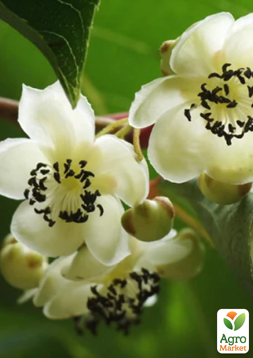 

Актинидия 3-х летняя опылитель Дон Жуан С3, высота 85-110см