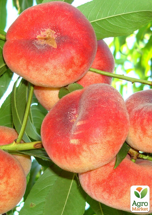 

Інжирний персик Пінк Рінг (інжирний, літній сорт, середній термін дозрівання) 1 саджанець в упаковці