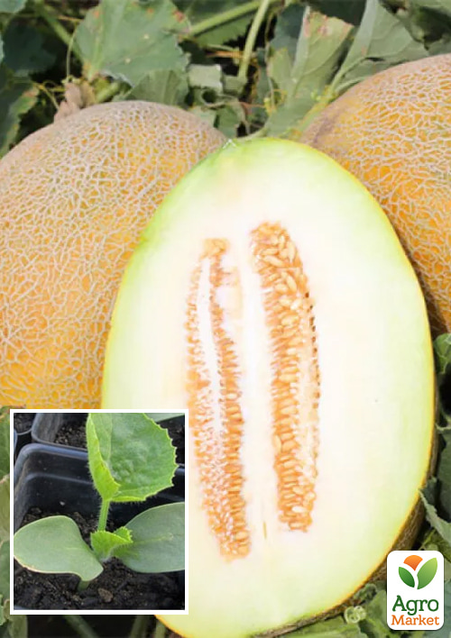 

Розсада Диня «Фландер F1» (фермерське вирощування), 1шт в упаковці