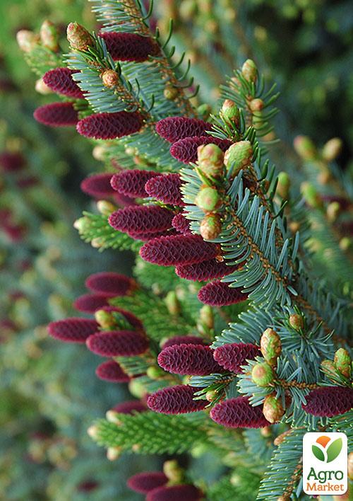 

Ель Корейская Nakai (горшок P9)