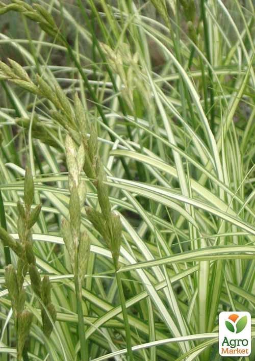 Осока пальмолистная Ауреовариегата купить почтой в Одессе, Киеве ...