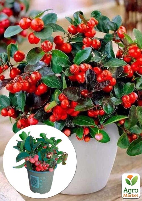 

Гаультерия Big Berry с плодами (высота 15-25см)