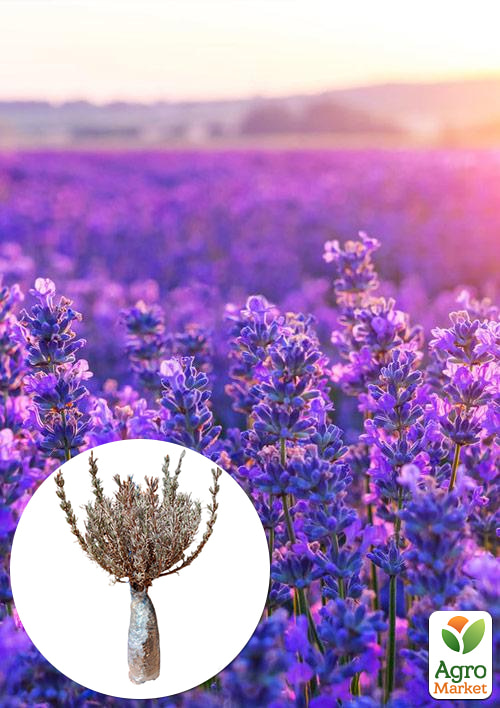 

Лаванда английская узколистная Сиреневый туман (Рurple Haze)