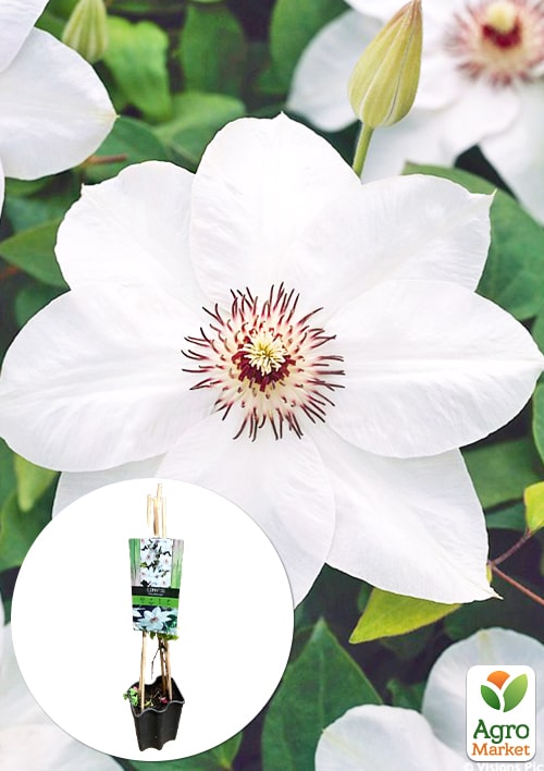 

LMTD Клематис 2-х річний Miss Bateman (висота 40-60 см)