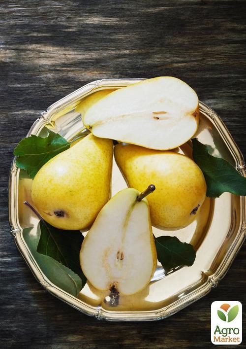 

Груша Яблунівська (зимовий сорт, пізній термін дозрівання)