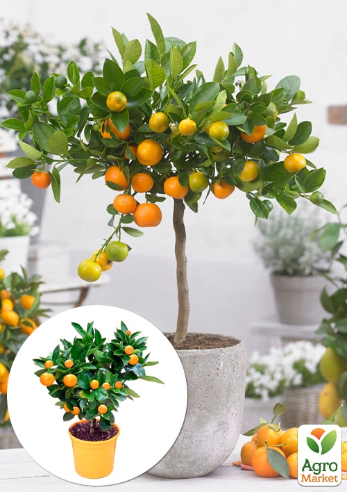 

LMTD Каламондин на штамбе с плодом 5-и летний Citrofortunella microcarpa (кумкват+мандарин) высота 50-70см