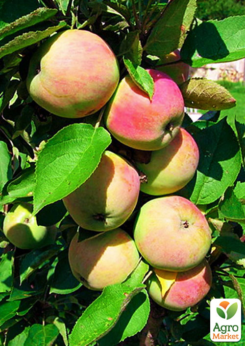 

Яблуня колоновидна Президент (осінній сорт)