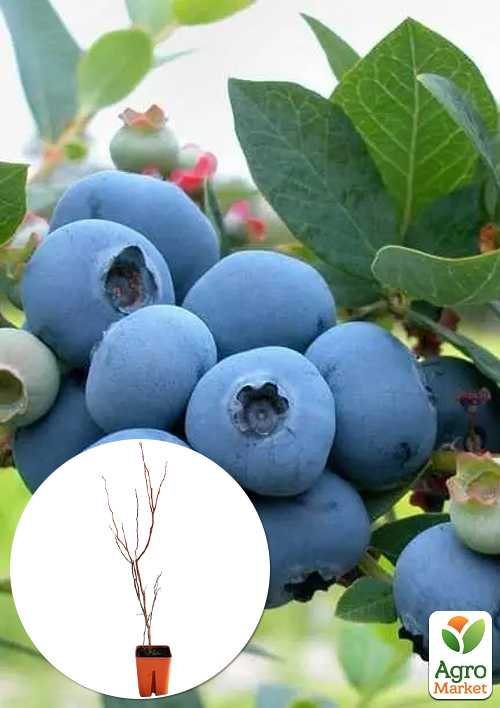 

Лохина 3-х річна Бригітта Блю (Brigitta blue) С3 висота 60-80см