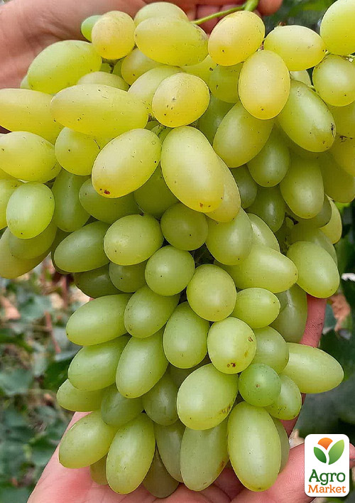 

Виноград кишмиш Арарат (соковитий, солодкий, великоягідний сорт селекції США)