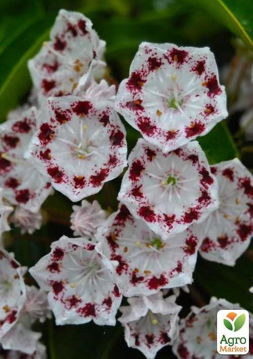 

Кальмия latifolia "Nani"