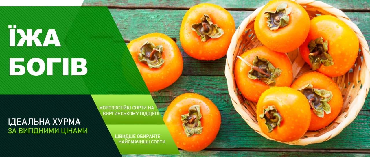 Акція! Знижки на всі сорти хурми Акція! Знижки на всі сорти хурми