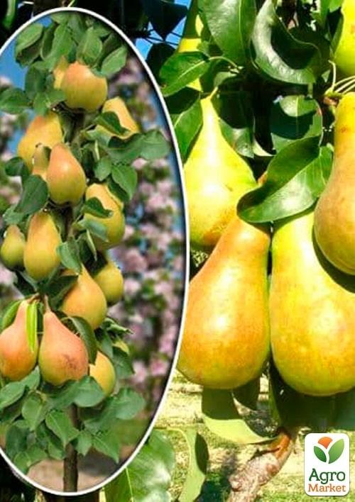 Груша колоновидна "Видна" 1 саджанець в упаковці