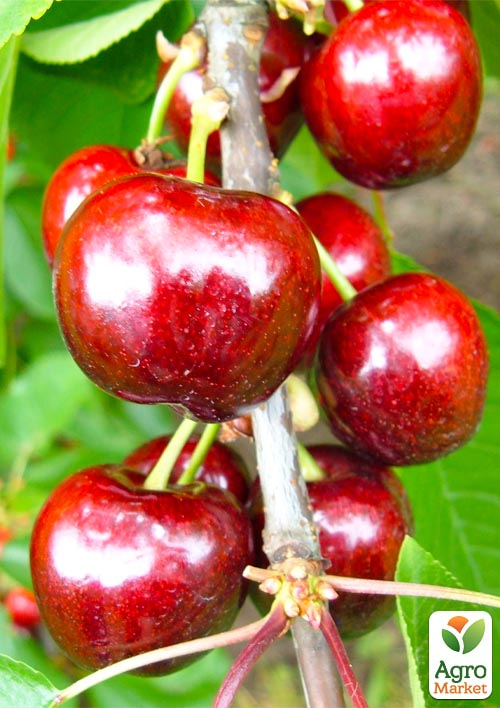 

Черешня Ферміна (Fermina) (літній сорт, середньопізній термін дозрівання)