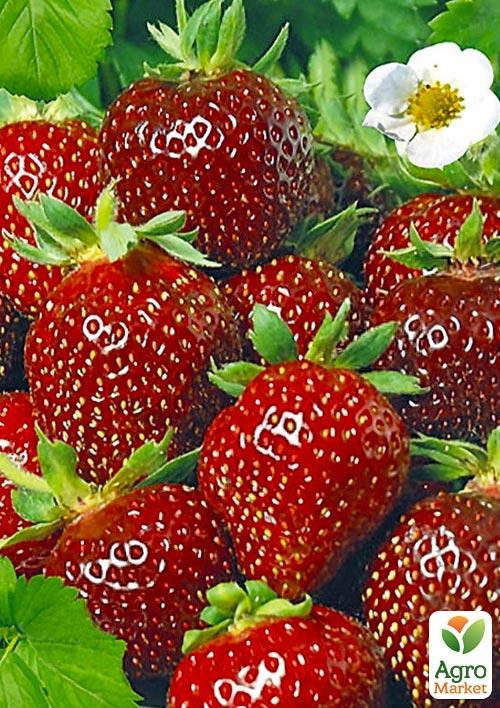 

Полуниця Зенга Зенгана (Senga Sengana) (середньо-пізній термін дозрівання)