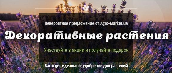 Выписывайте саженцы декоративных растений и получайте отменный подарок Выписывайте саженцы декоративных растений и получайте отменный подарок