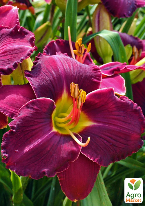 

Лилейник Shades of Darkness 1шт в упаковке