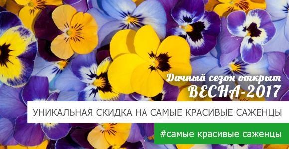 Скидка ко всем самым красивым саженцам! Скидка ко всем самым красивым саженцам!