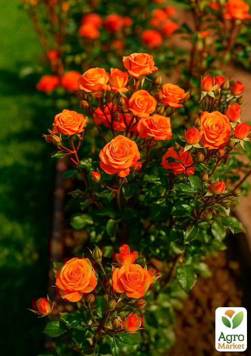 

Троянда дрібноквіткова (спрей) Алегрія (саджанець класу АА +) вищий сорт