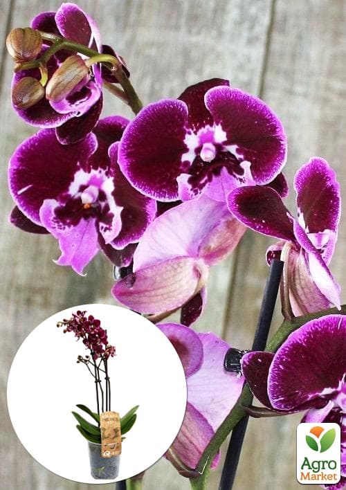 Орхидея (Phalaenopsis) "Wine" 1 саженец в упаковке (комнатный) Нидерланды